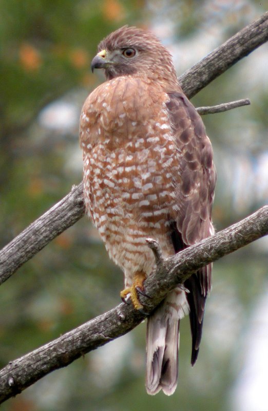 Broad-winged Hawk