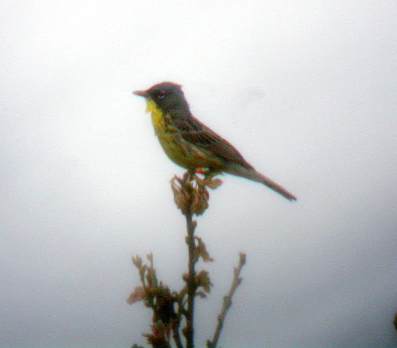 Kirtland's Warbler