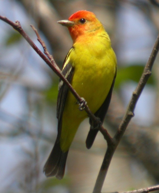 Western Tanager