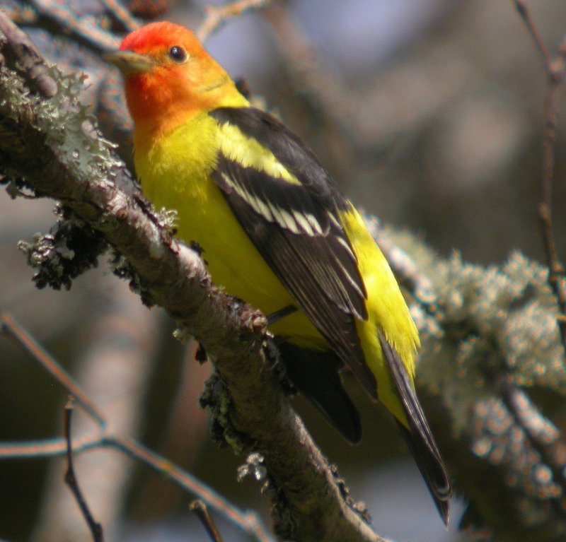 Western Tanager