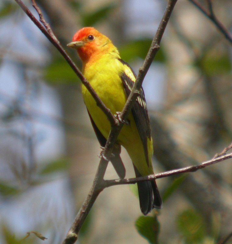 Western Tanager