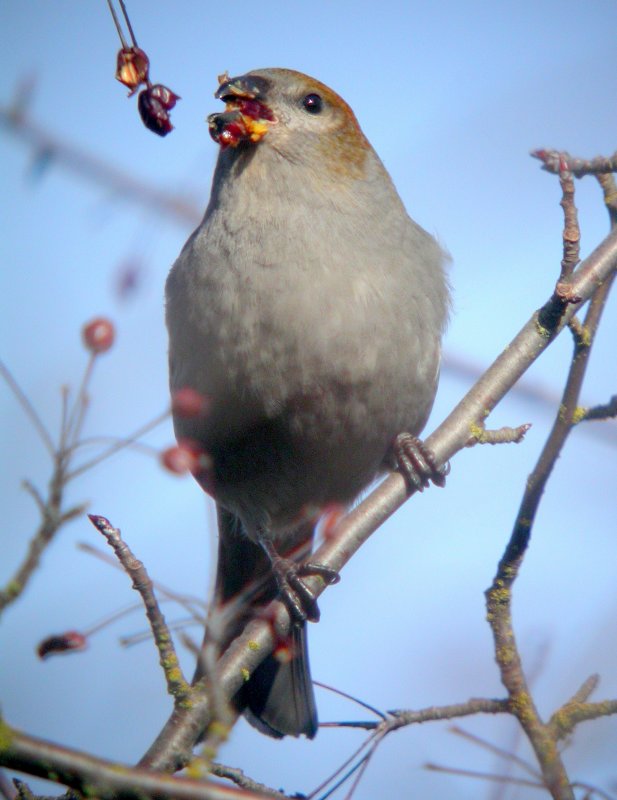 Pine Grosbeak