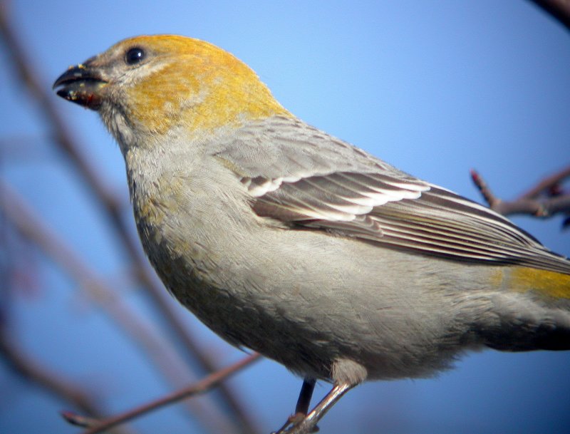 Pine Grosbeak