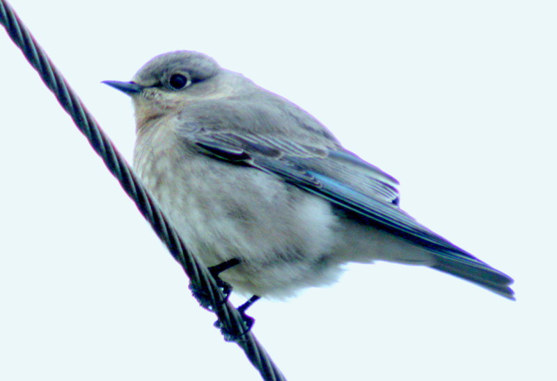 Mountain Bluebird