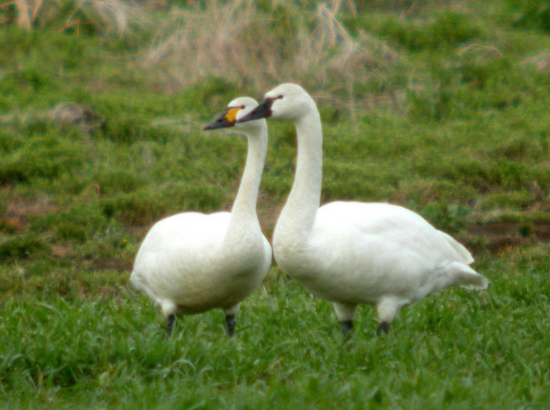 Bewick's Swan