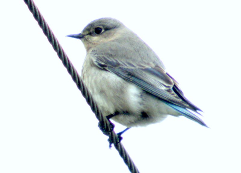 Mountain Bluebird