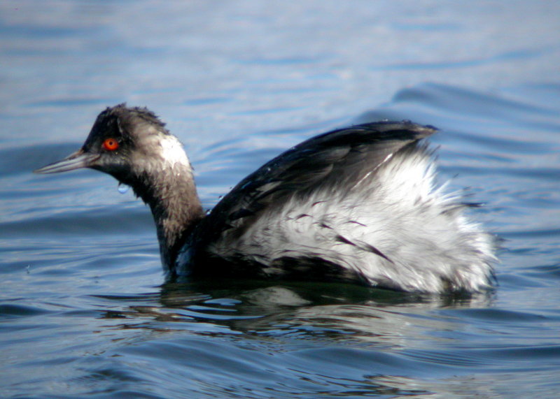 Eared Grebe