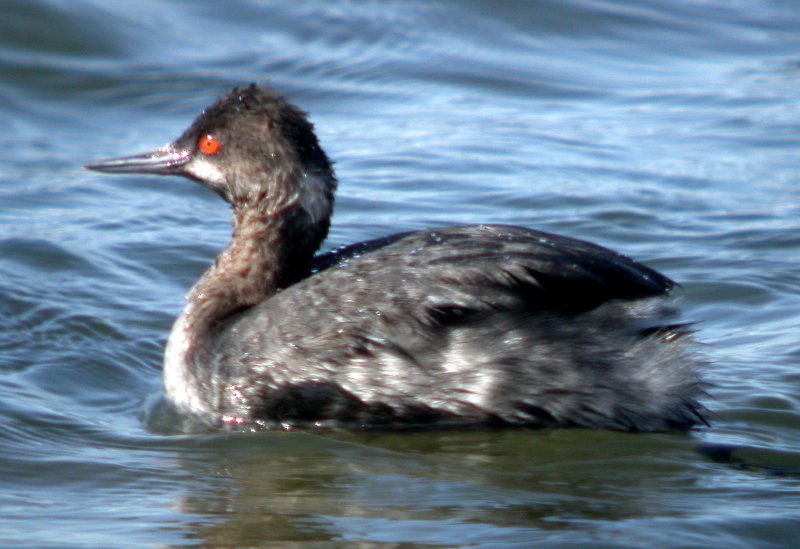 Eared Grebe