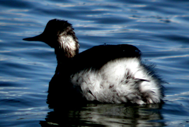 Eared Grebe