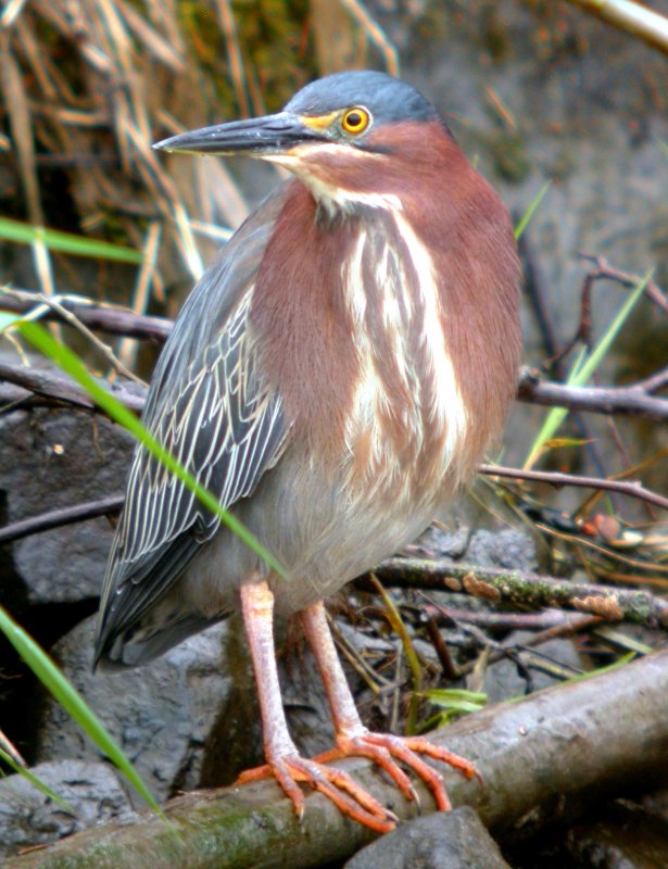 Green Heron