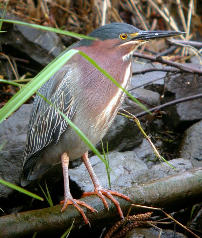 Green Heron