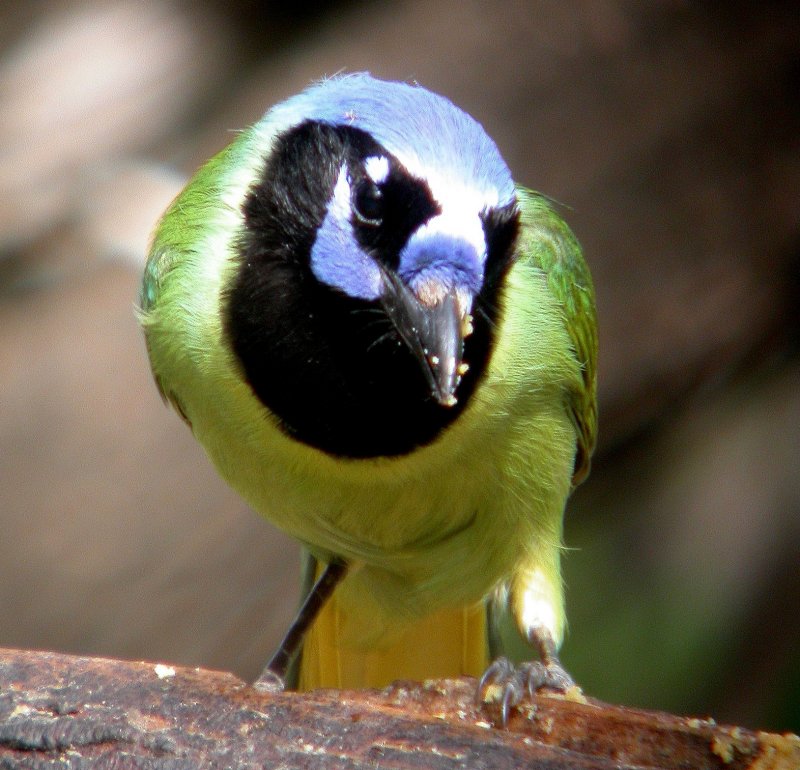 Green Jay