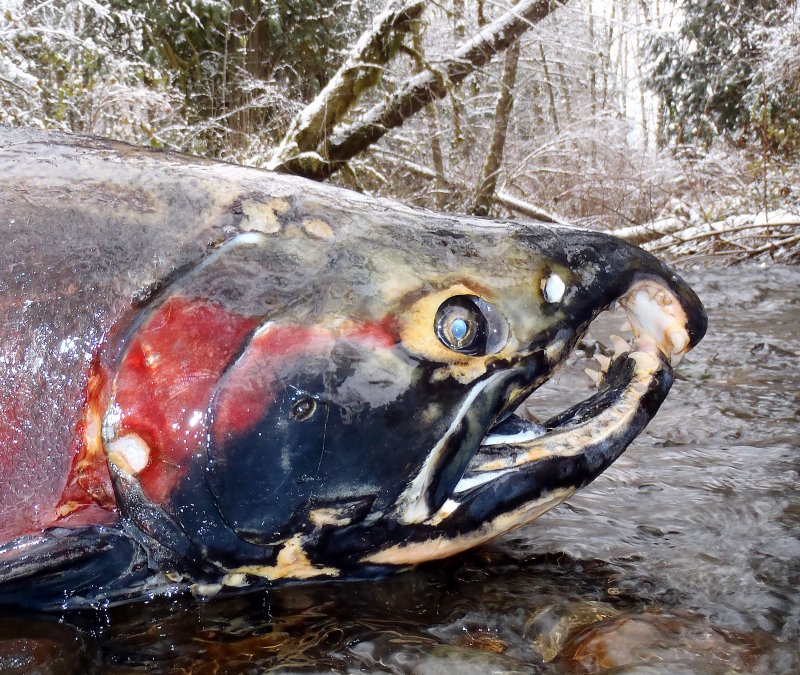 Salmon Surveys