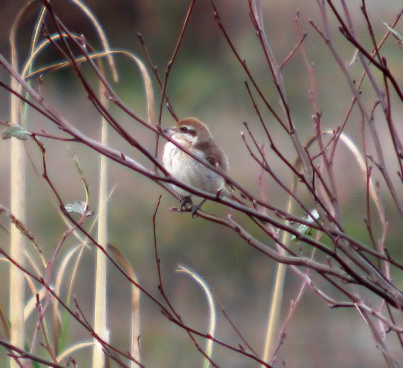 Brown Shrike