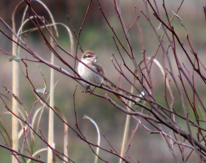 Brown Shrike