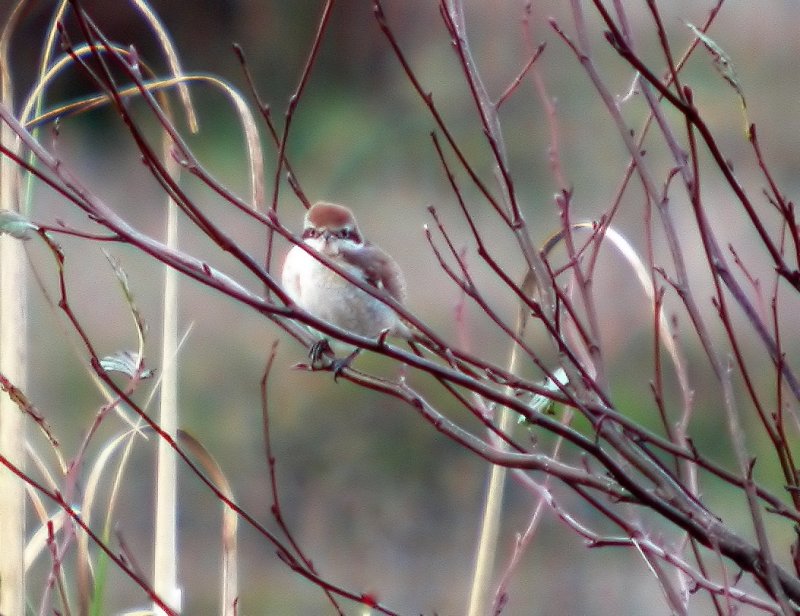 Brown Shrike