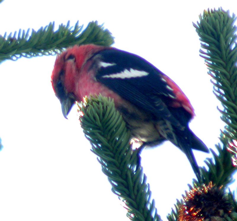 White-winged Crossbill