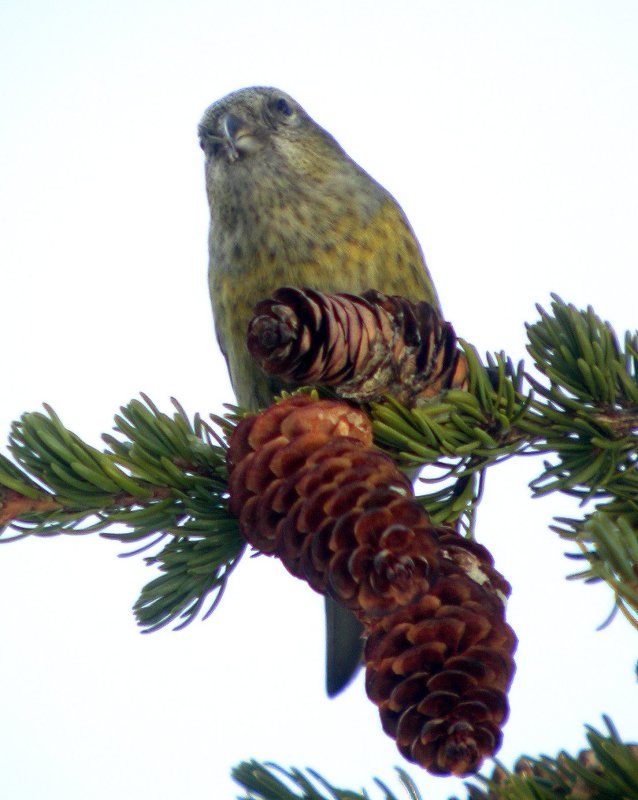 White-winged Crossbill