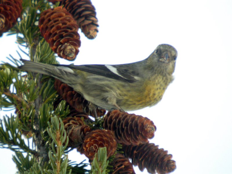 White-winged Crossbill