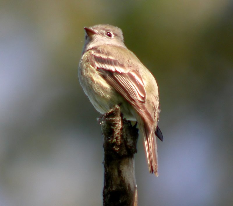 Hammond's Flycatcher