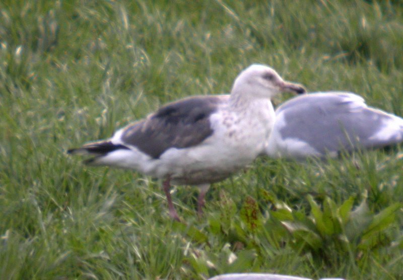 Slaty-backed Gull