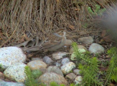Clay-colored Sparrow