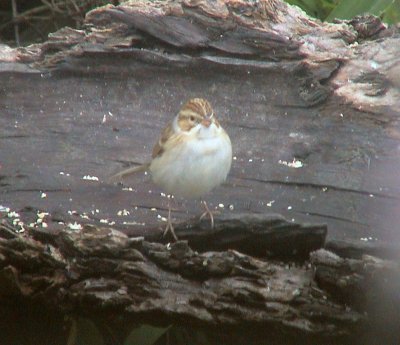 Clay-colored Sparrow