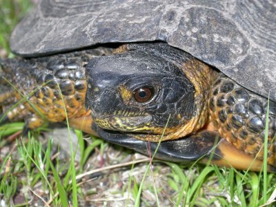 North American Wood Turtle male
