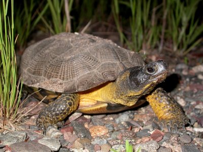 North American Wood Turtle female