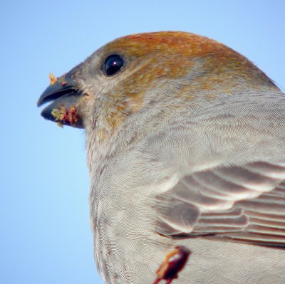 Pine Grosbeak