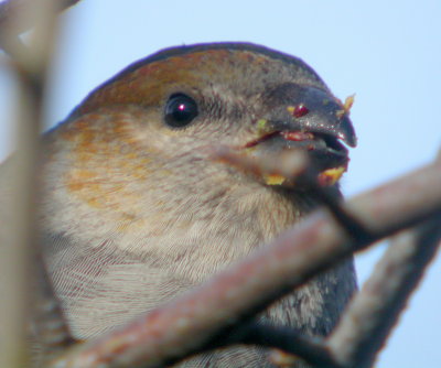 Pine Grosbeak