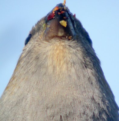 more_pine_grosbeak