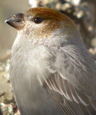 Pine Grosbeak
