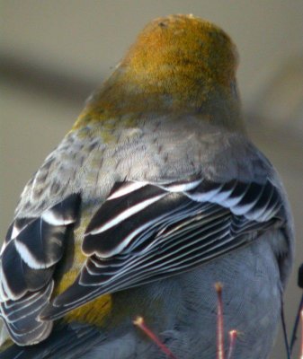 Pine Grosbeak