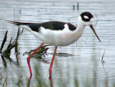 Black-necked Stilt
