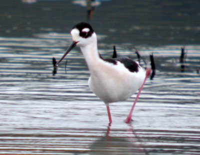 Black-necked Stilt