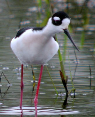 Black-necked Stilt