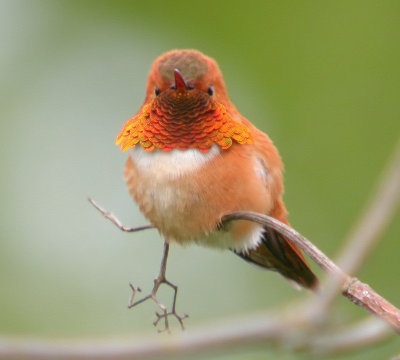 Rufous Hummingbird