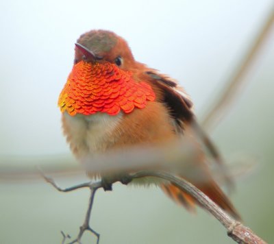 Rufous Hummingbird