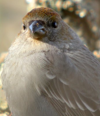 Pine Grosbeak