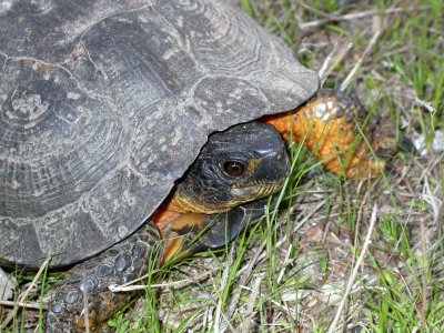 North American Wood Turtle male