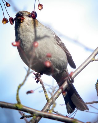 Pine Grosbeak