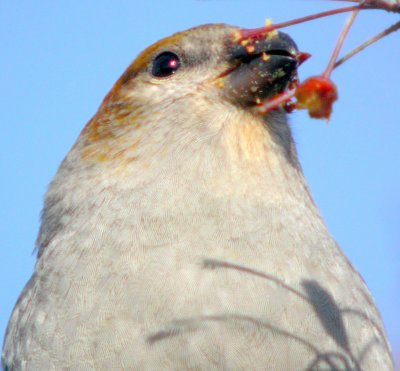 Pine Grosbeak