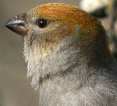 Pine Grosbeak