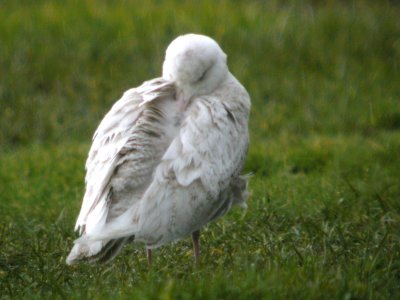 Glaucous Gull