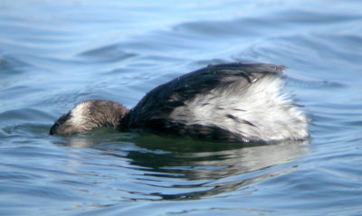 Eared Grebe