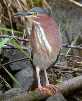 Green Heron