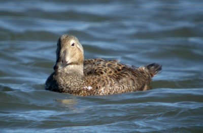 King Eider
