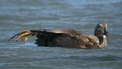 King Eider