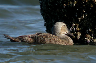 King Eider